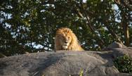 Lion At Serengeti