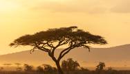 Sunset Serengeti