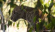 Ruaha National Park