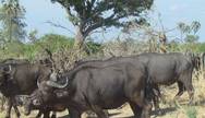 Ruaha National Park