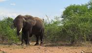 Ruaha National Park