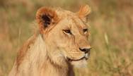 Lion In Serengeti