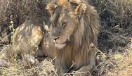 Lion in the Serengeti