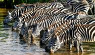 tanzania mikumi national park