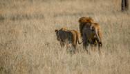 Lions in Serengeti