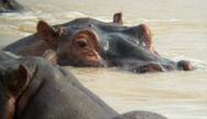 Hippos of Mikumi