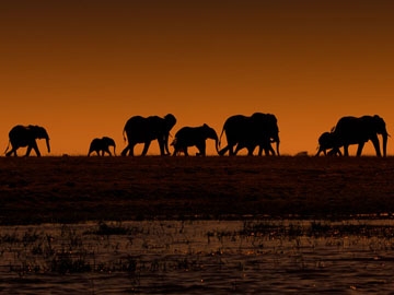 Kagera Safaris