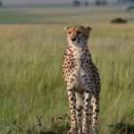 SMART WILD