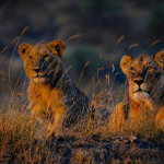 Sonaafrica
