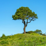 CoeT