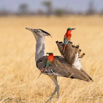 PAGsafaris