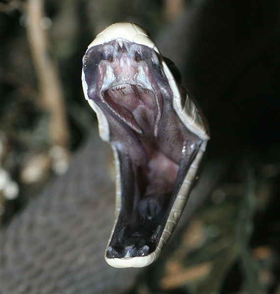 Inside the mouth of the black mamba, which is where it gets its name