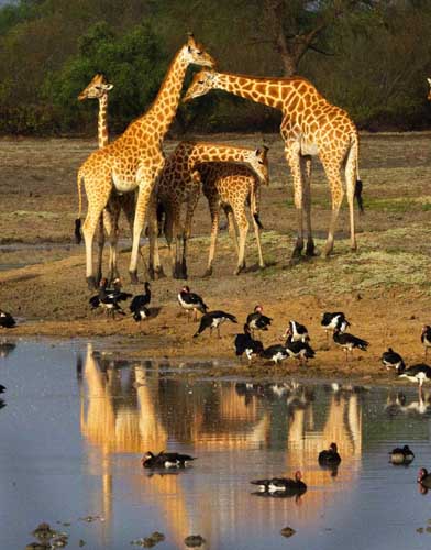 Kordofan giraffe in Zakouma, Chad