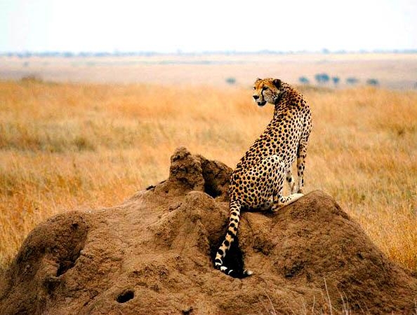 Cheetah in the Serengeti, Tanzana