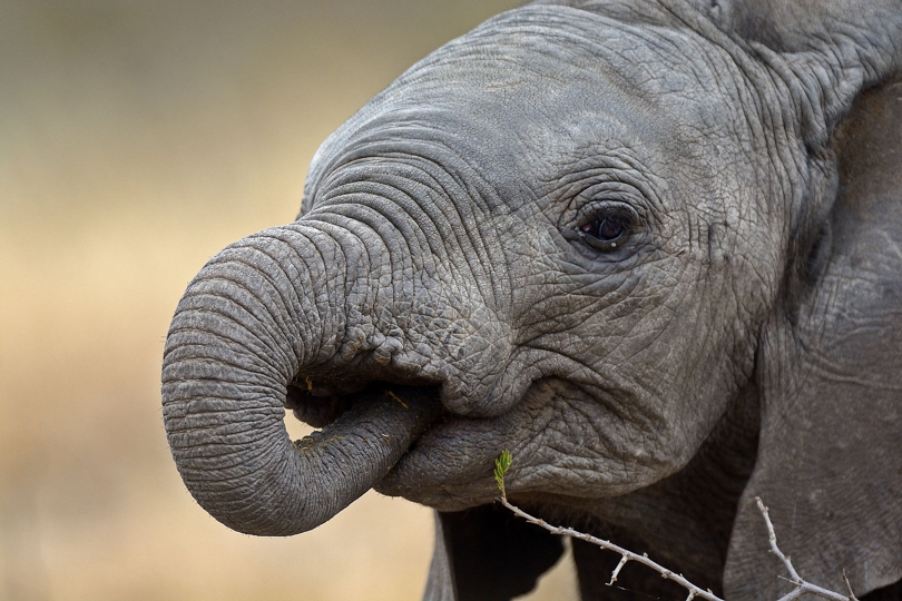 Baby elephant in Ngorongoro Crater, Tanzania