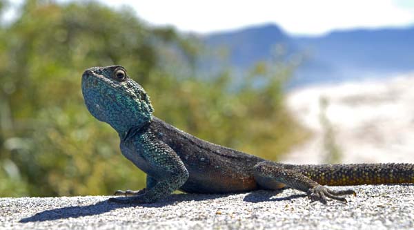 Southern rock agama, Boulders Beach