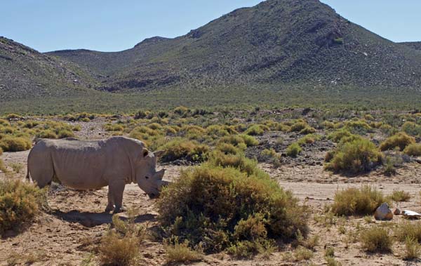 Rhino in South Africa