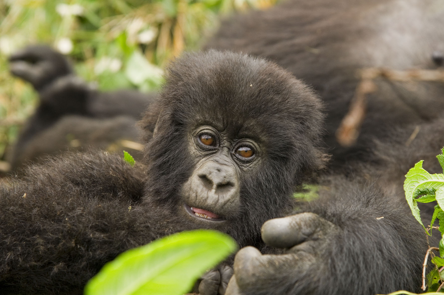 Baby gorilla