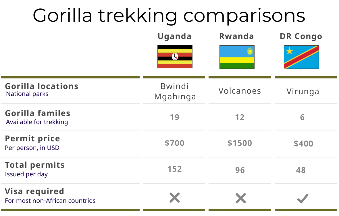 Mountain gorilla comparison Rwanda and Uganda