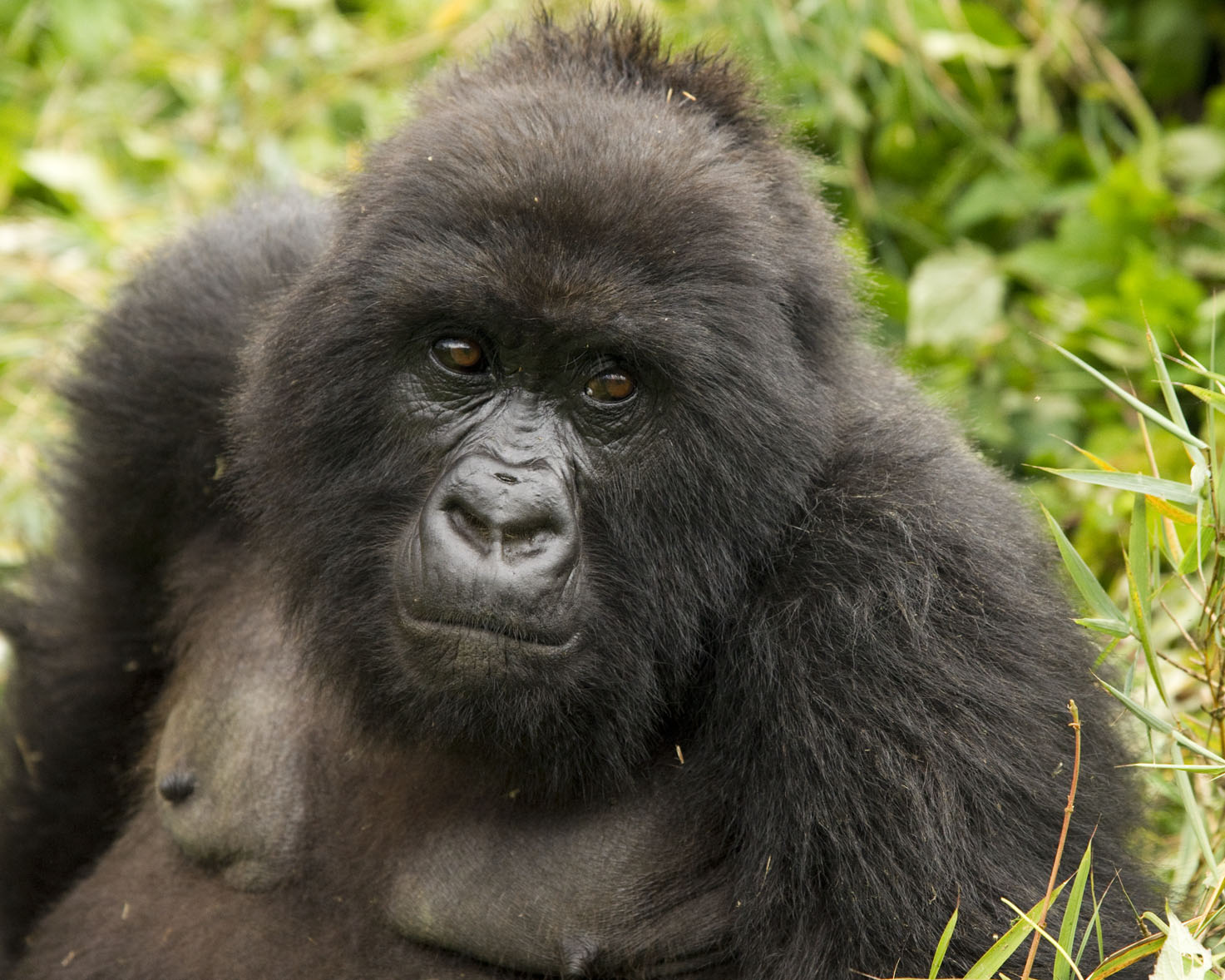 Female gorilla in Volcanoes