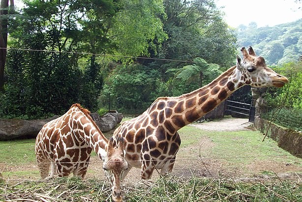 Nubian giraffe