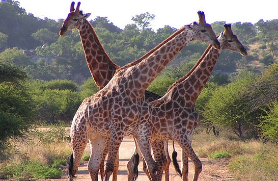 South African giraffe | Wikipedia
