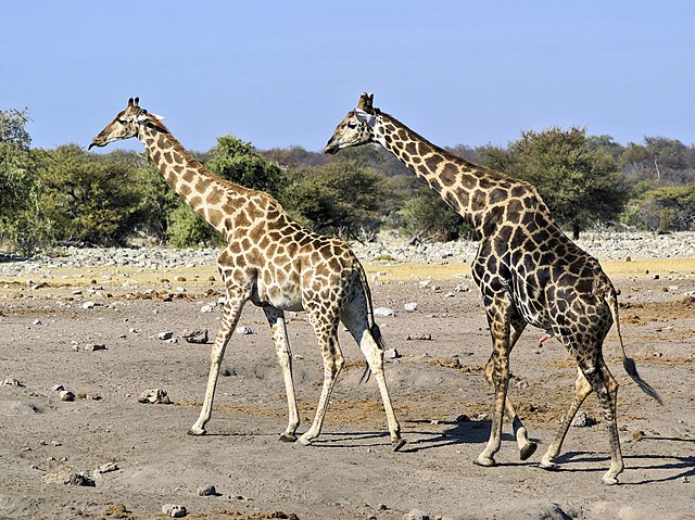 Angolan giraffe | Wikipedia