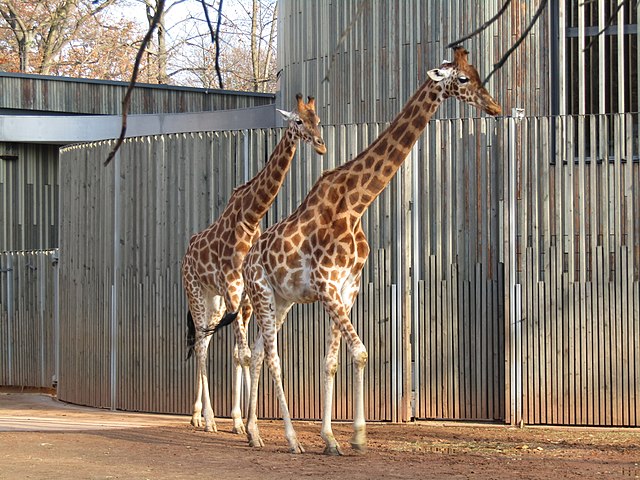 Kordofan giraffe | Wikipedia