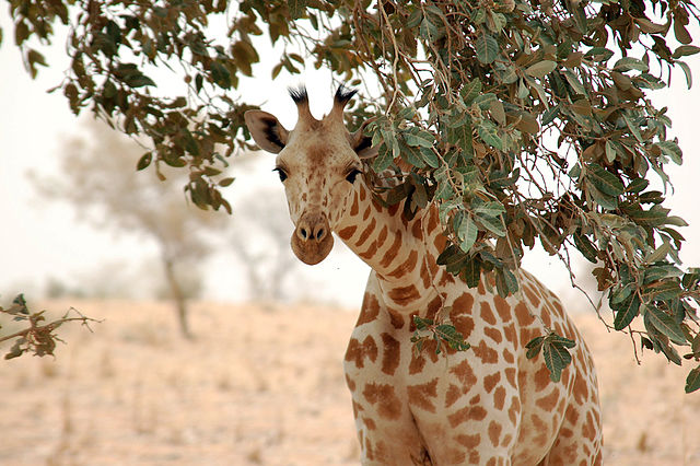 West African giraffe | Wikipedia