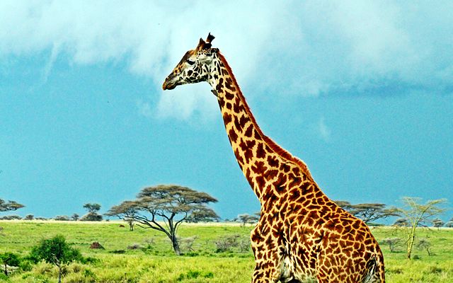Masai giraffe | Wikipedia