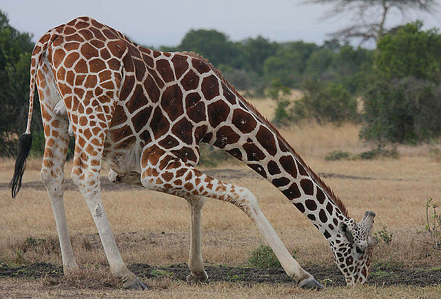 Reticulated giraffe drinking | Wikimedia
