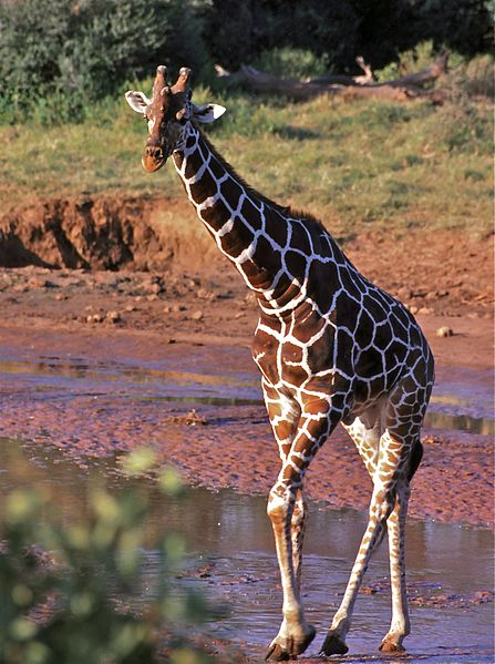 Reticulated giraffe Wikimedia