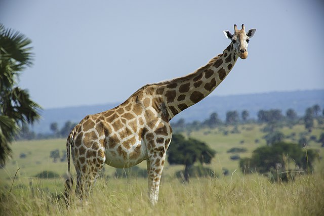 Rothschild's giraffe | Wikipedia