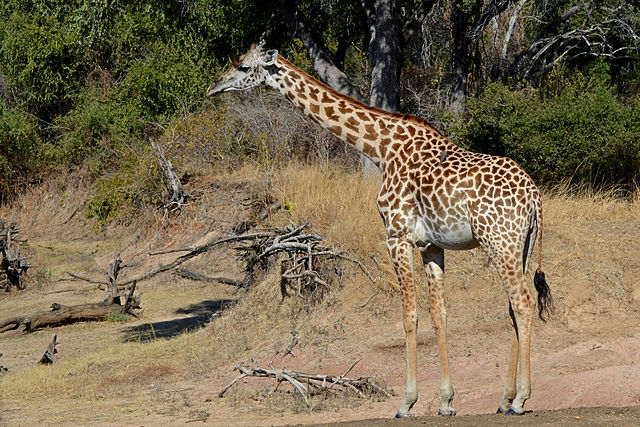 Thornicroft's giraffe | Wikipedia