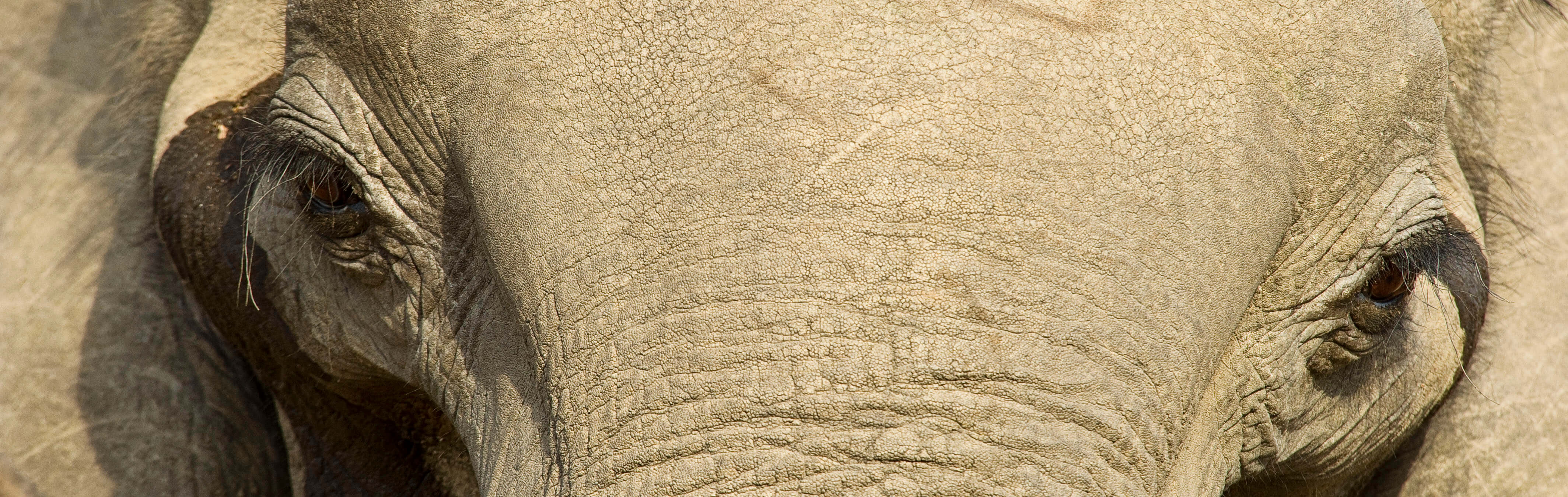 Elephant in Zambia, one of the big five safari animals