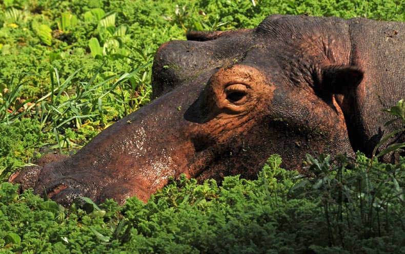 Hippo in Zambia. Hippo is one of the danger seven game animals