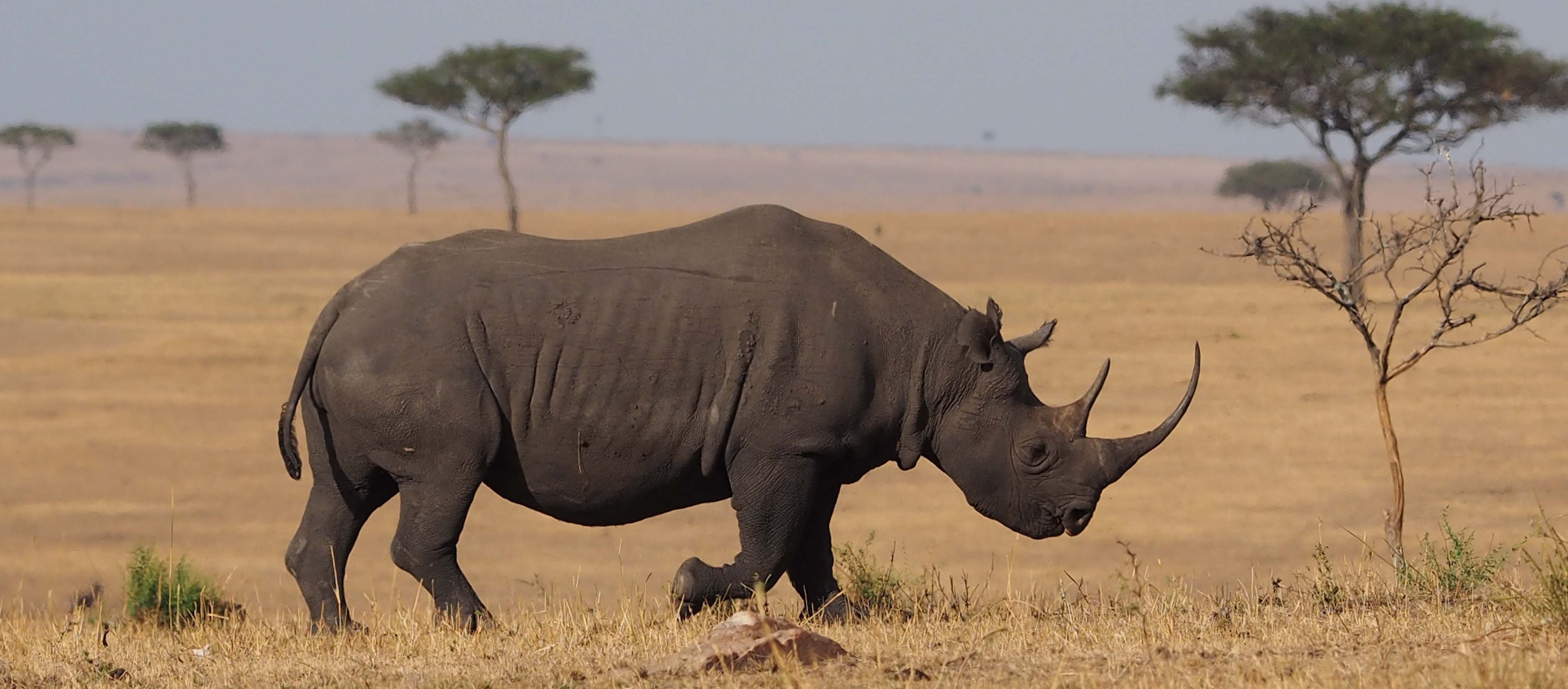 Rhino in Serengeti, Monarch Safaris. Rhino is one of the big five safari animals