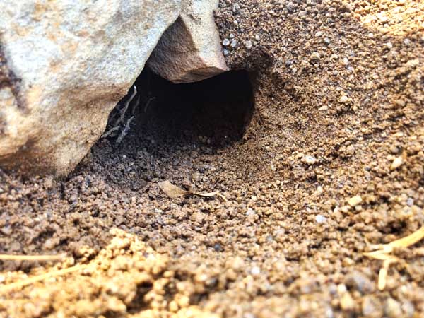 Meerkat burrow