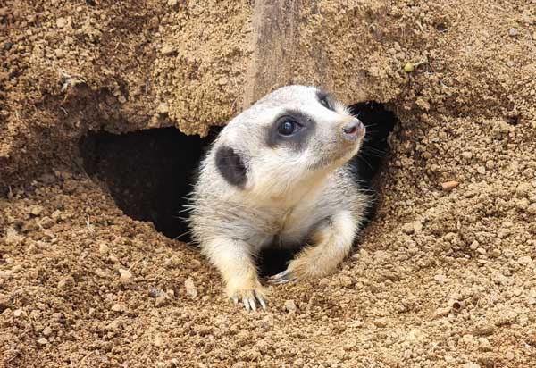 Meerkat dark eye patches to reduce glare of sun