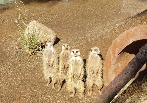 Meerkat mob!