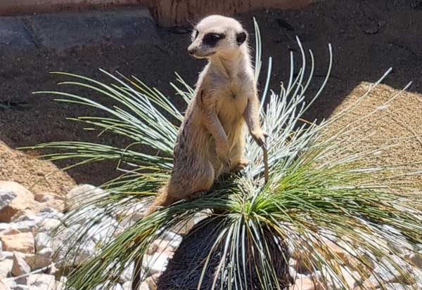 Meerkat sentry