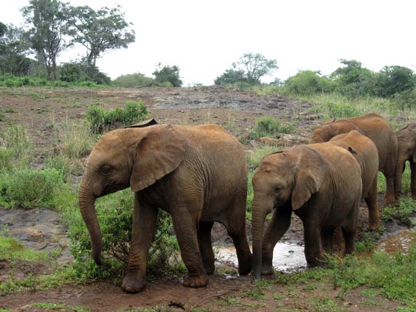 David Sheldrick