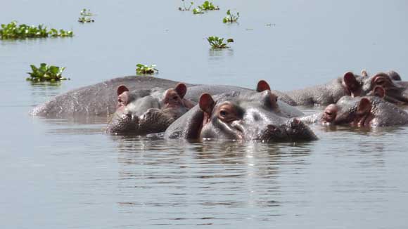 Hippos in Lake Naivasha