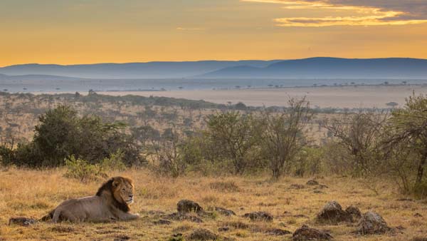 Lion in Masai Mara