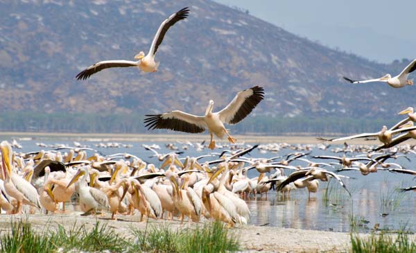 Pelicans at Lake Nakuru