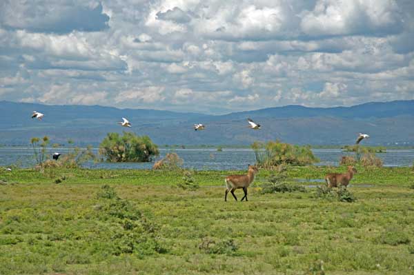 Waterbuck and pelicans at Lake Naivasha