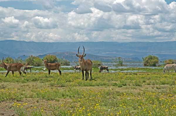 Lake Naivasha 