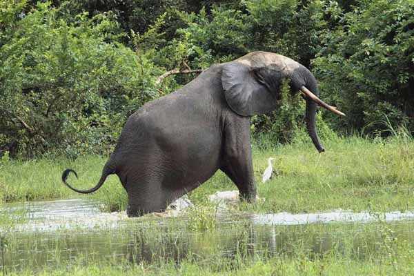 Gabon forest elephant