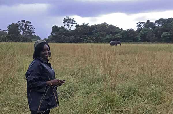 Forest elephant in bai, Gabon