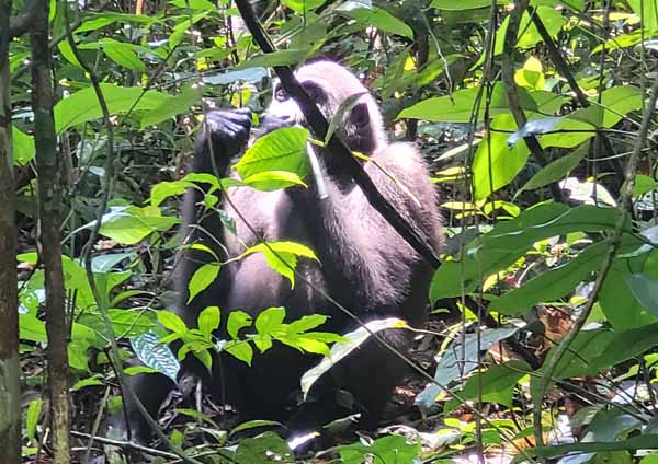 Gabon lowland gorilla